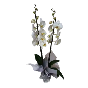 orquideas blancas