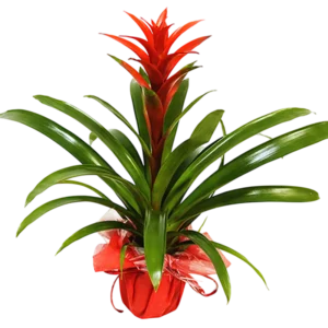 Guzmania